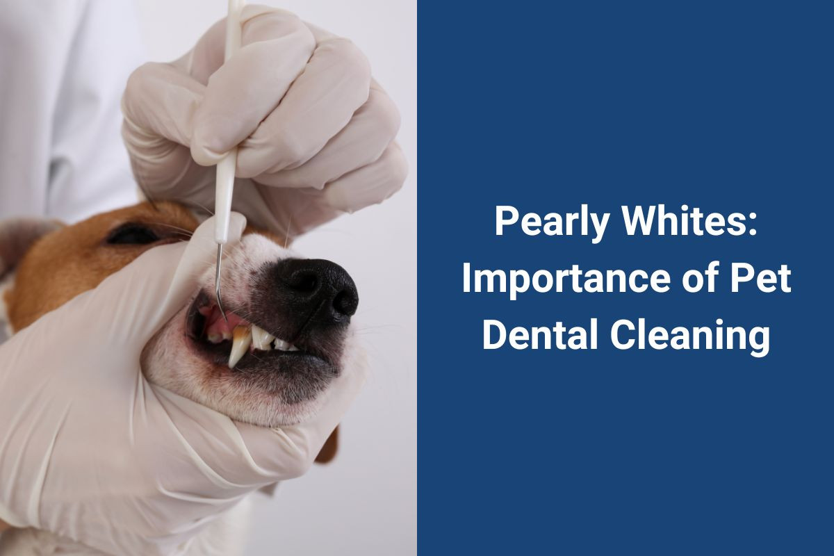 Pearly Whites: Importance of Pet Dental Cleaning