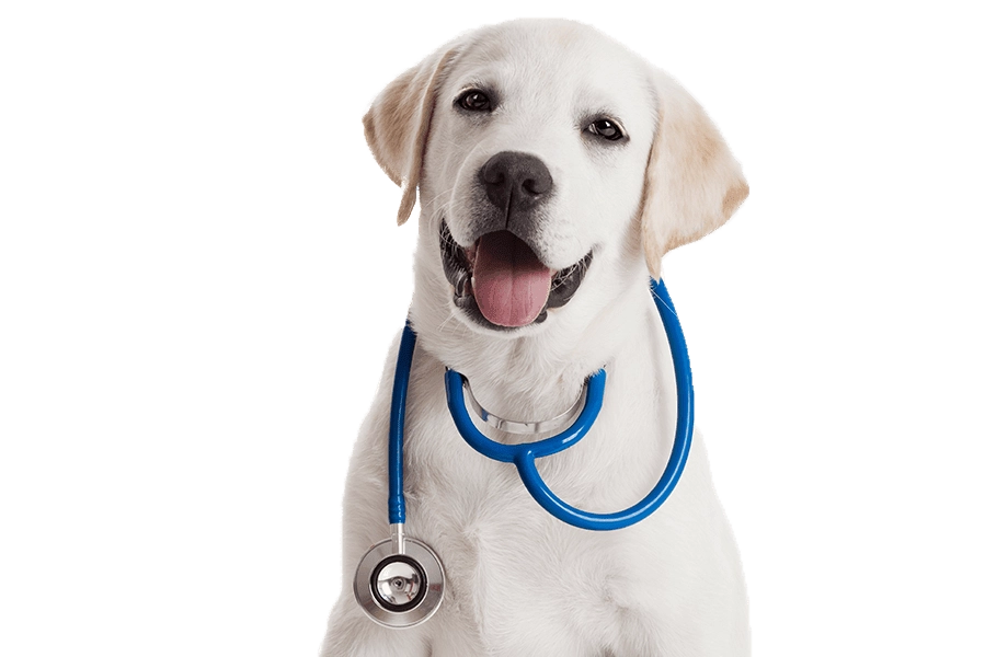 Dog Wellness Care