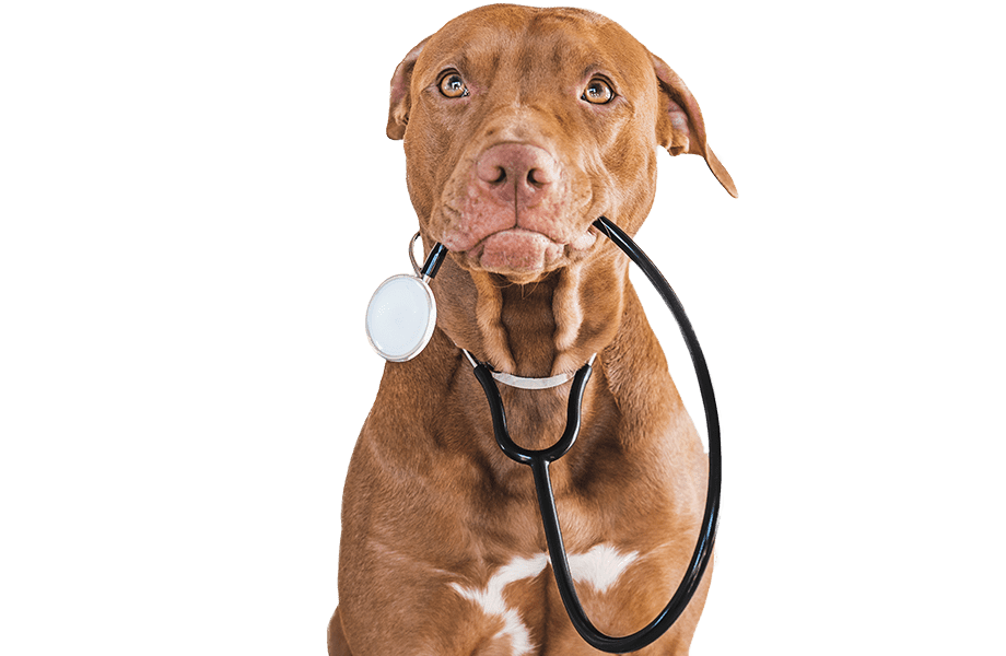 Dog Wellness Care