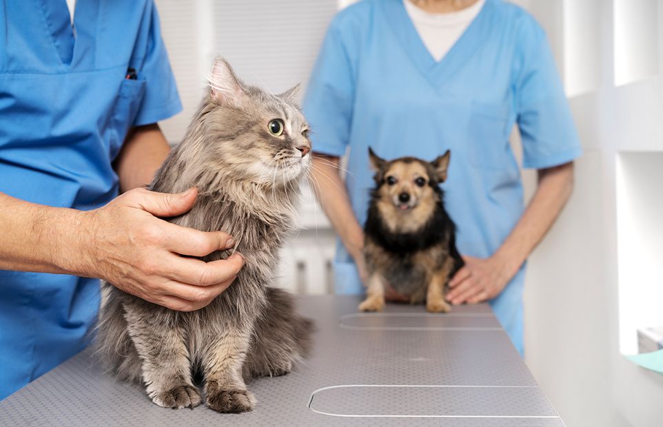 veterinarian taking care of a furry cat