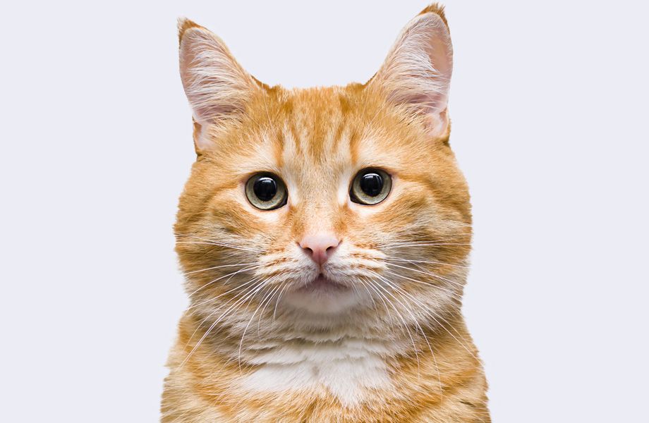 ginger cat with green eyes on gray background