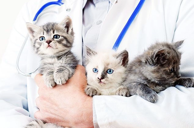 Cats in vet hands