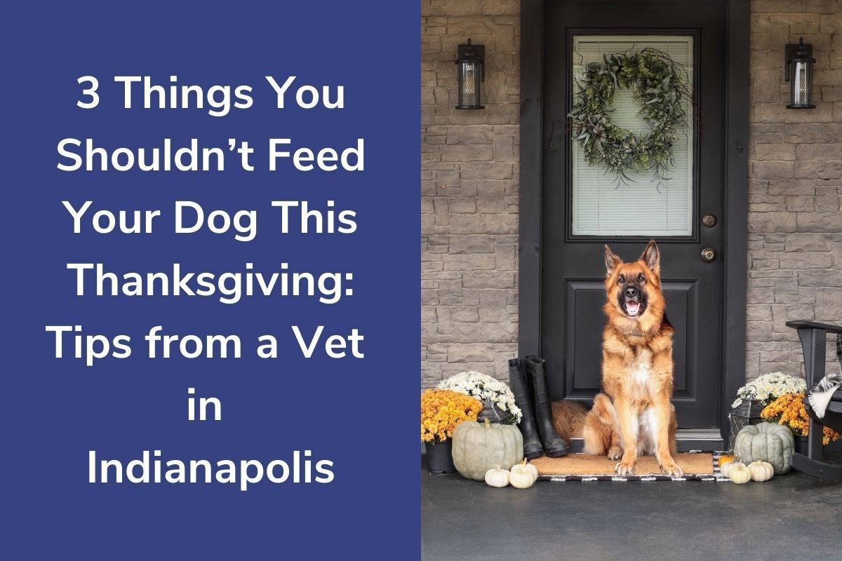 3-Things-You-Shouldnt-Feed-Your-Dog-This-Thanksgiving_-Tips-from-a-Vet-in-Indianapolis