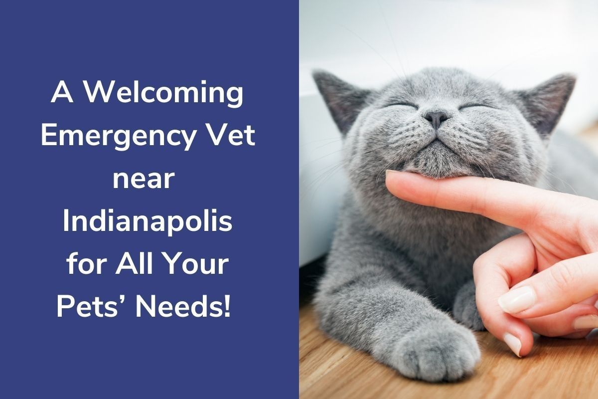 A-Welcoming-Emergency-Vet-near-Indianapolis-for-All-Your-Pets-Need_20210726-192426_1
