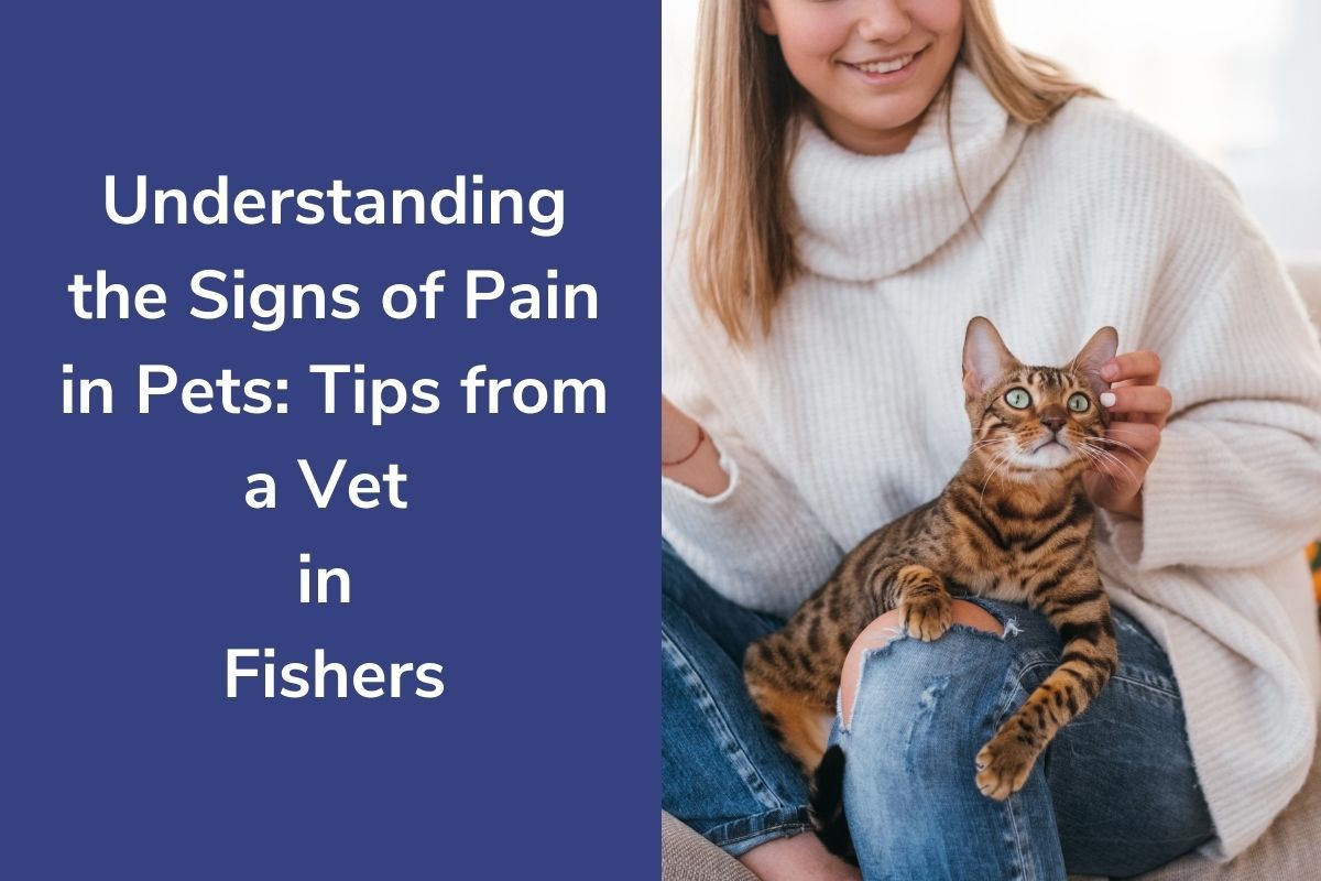 Understanding-the-Signs-of-Pain-in-Pets-Tips-from-a-Vet-in-Fishers
