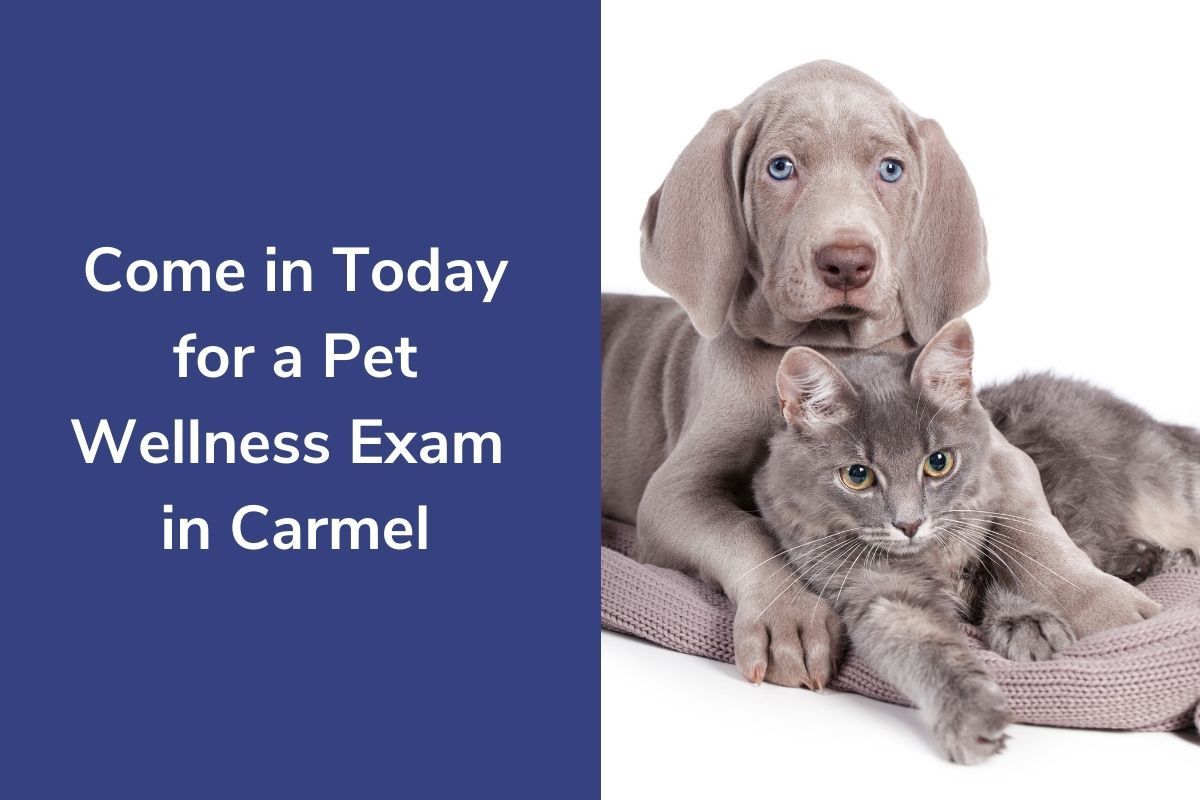 Come-in-Today-for-a-Pet-Wellness-Exam-in-Carmel