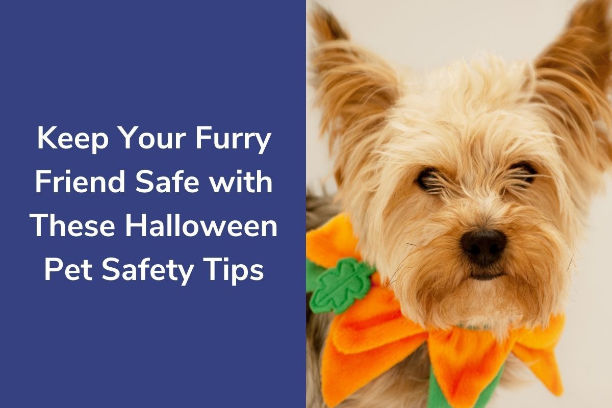 Keep-Your-Furry-Friend-Safe-with-These-Halloween-Pet-Safety-Tips