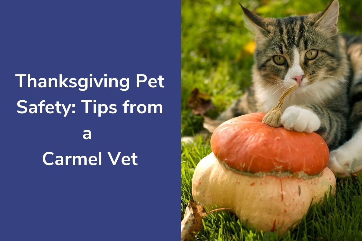 Thanksgiving-Pet-Safety-Tips-from-a-Carmel-Vet