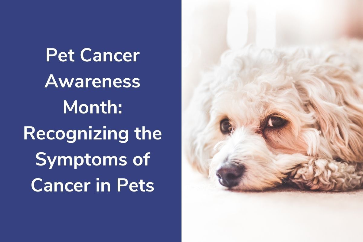 Pet-Cancer-Awareness-Month-Recognizing-the-Symptoms-of-Cancer-in-Pets