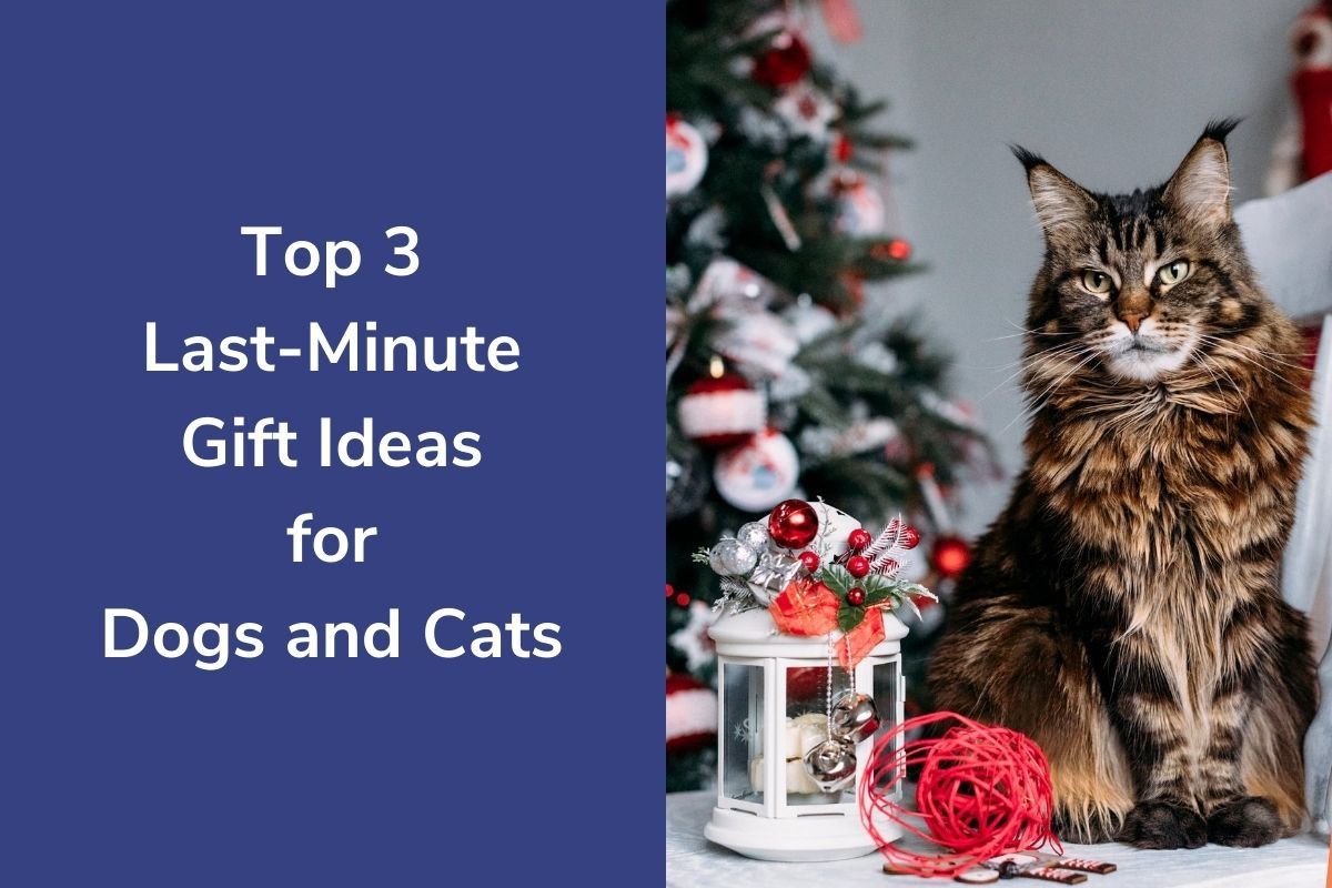 Top 3 Last-Minute Gift Ideas for Dogs and Cats