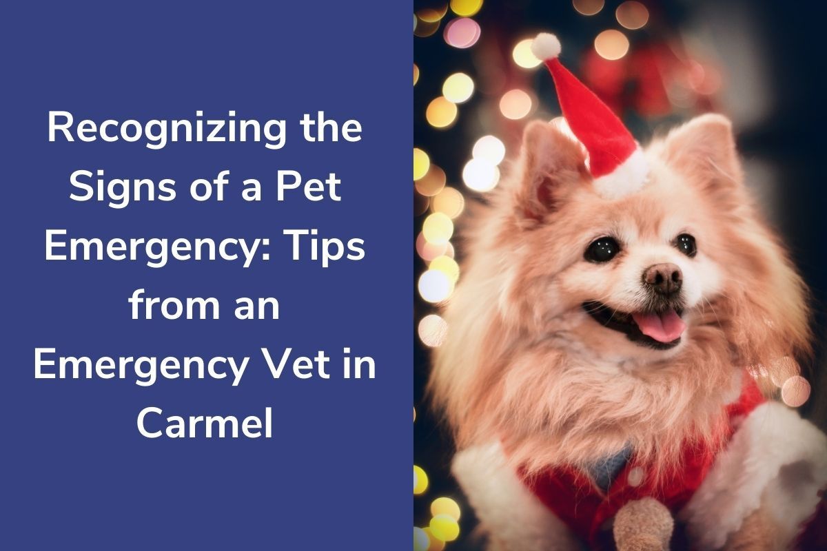 Recognizing the Signs of a Pet Emergency: Tips from an Emergency Vet in Carmel