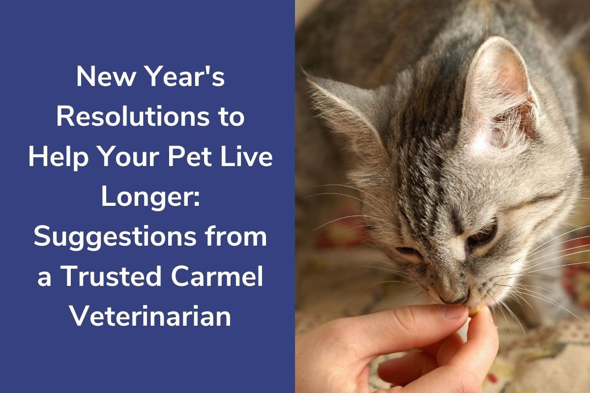 New Year's Resolutions to Help Your Pet Live Longer: Suggestions from a Trusted Carmel Veterinarian