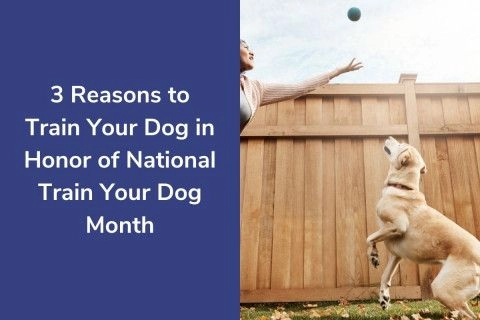 20220127-0207003-Reasons-to-Train-Your-Dog-in-Honor-of-National-Train-Your-Dog-Month