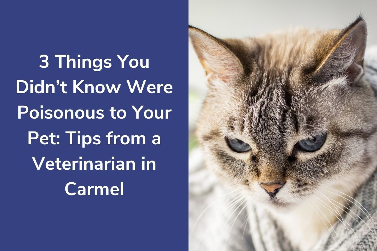 20220324-1953443-Things-You-Didnt-Know-Were-Poisonous-to-Your-Pet-Tips-from-a-Veterinarian-in-Carmel