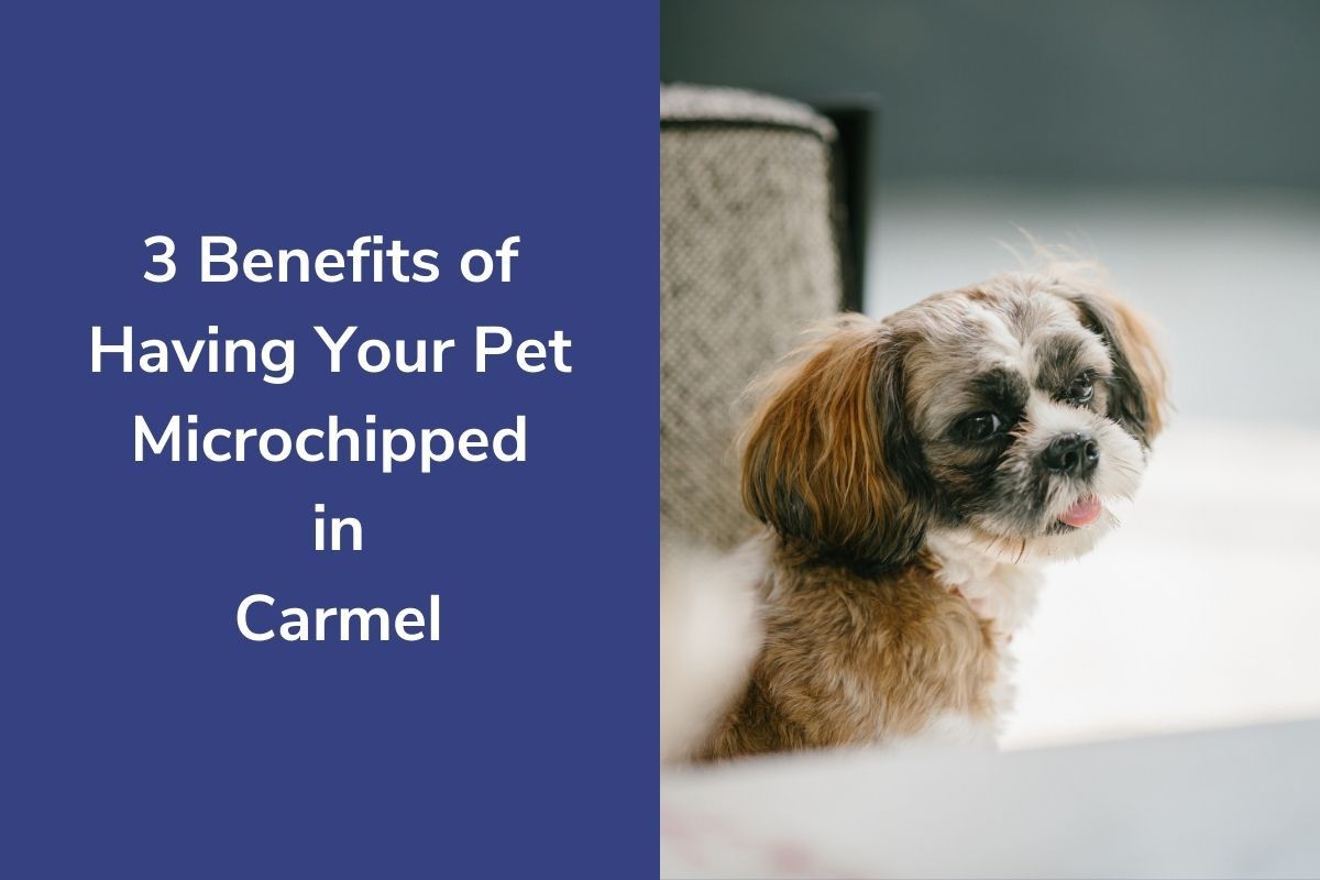 20220330-0305063-Benefits-of-Having-Your-Pet-Microchipped-in-Carmel