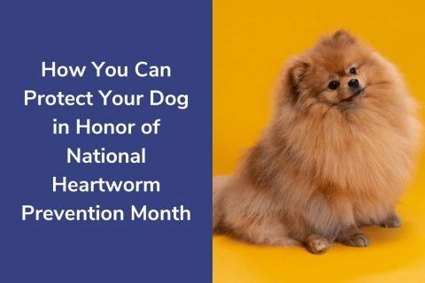 20220414-191357How-You-Can-Protect-Your-Dog-in-Honor-of-National-Heartworm-Prevention-Month-2