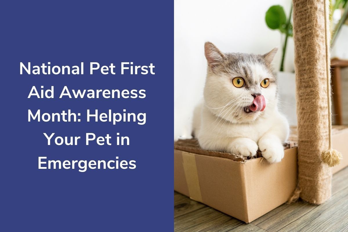 National Pet First Aid Awareness Month: Helping Your Pet in Emergencies