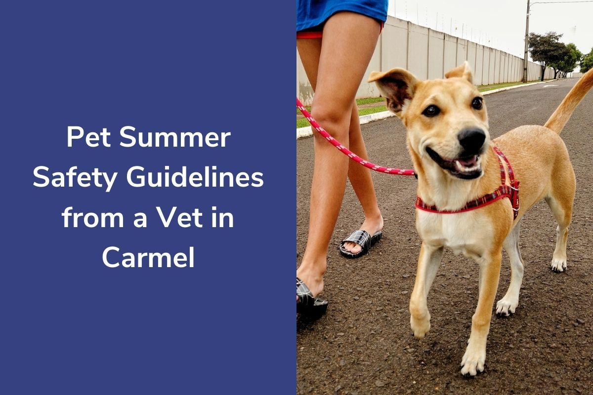 Pet Summer Safety Guidelines from a Vet in Carmel