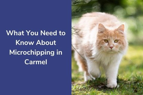 What-You-Need-to-Know-About-Microchipping-in-Carmel