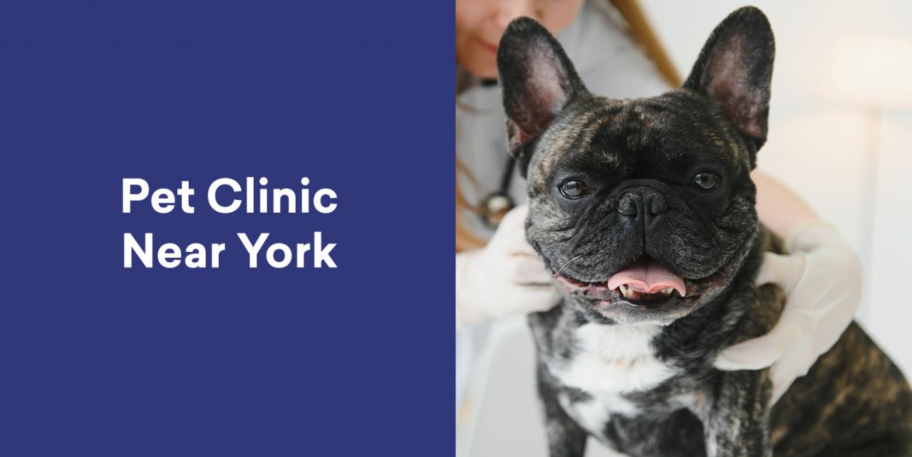 pet-clinic-near-york-pa