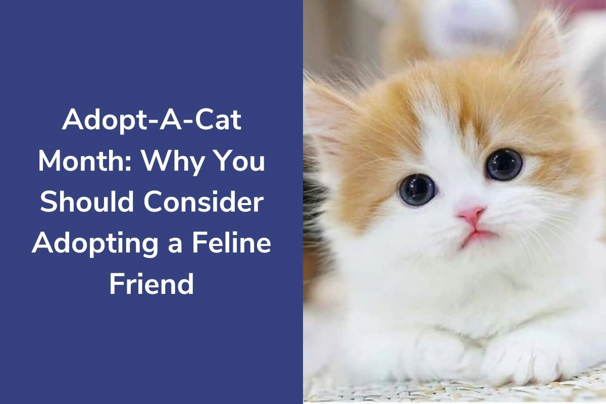 Adopt-A-Cat-Month-Why-You-Should-Consider-Adopting-a-Feline-Friend