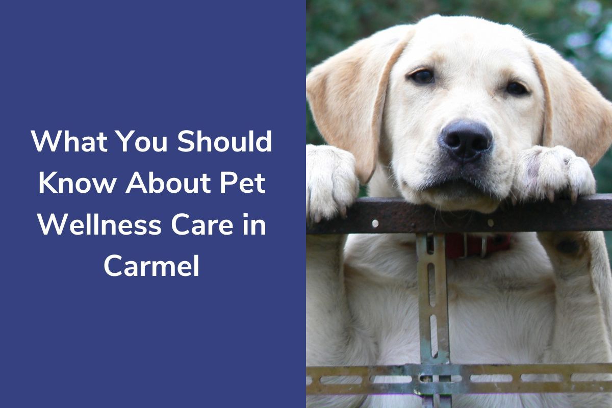 What-You-Should-Know-About-Pet-Wellness-Care-in-Carmel
