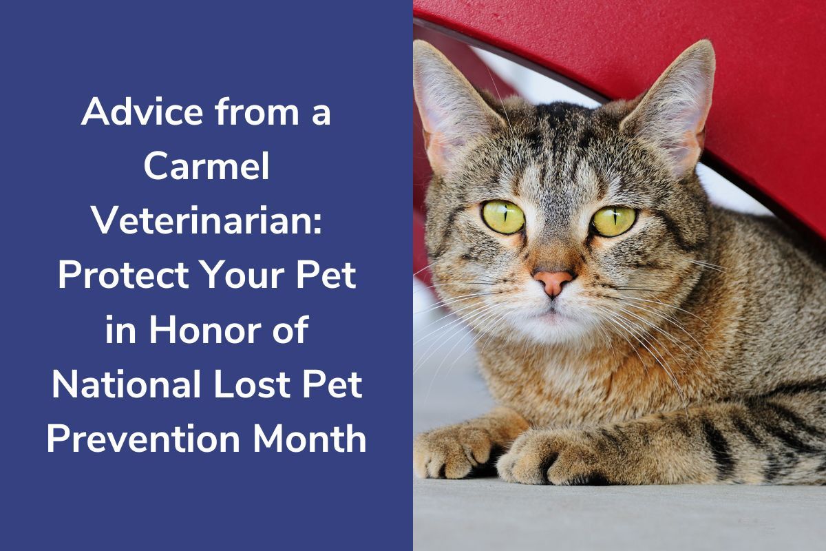 Advice-from-a-Carmel-Veterinarian-Protect-Your-Pet-in-Honor-of-National-Lost-Pet-Prevention-Month