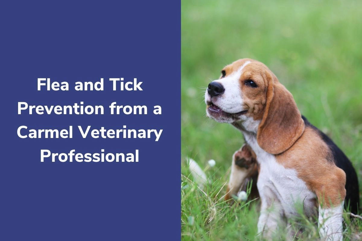 Flea and Tick Prevention from a Carmel Veterinary Professional