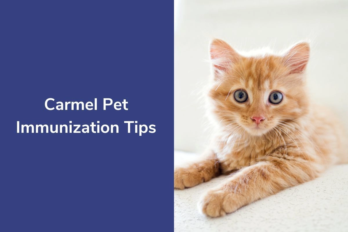 Carmel Pet Immunization Tips