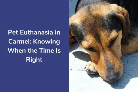 Pet-Euthanasia-in-Carmel-Knowing-When-the-Time-Is-Right-1