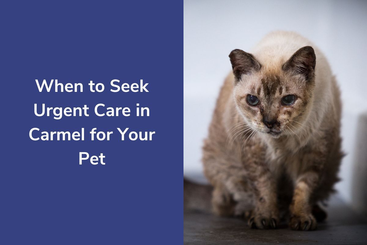 When to Seek Urgent Care in Carmel for Your Pet