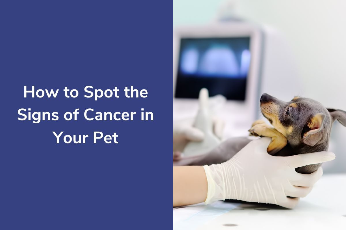 How to Spot the Signs of Cancer in Your Pet