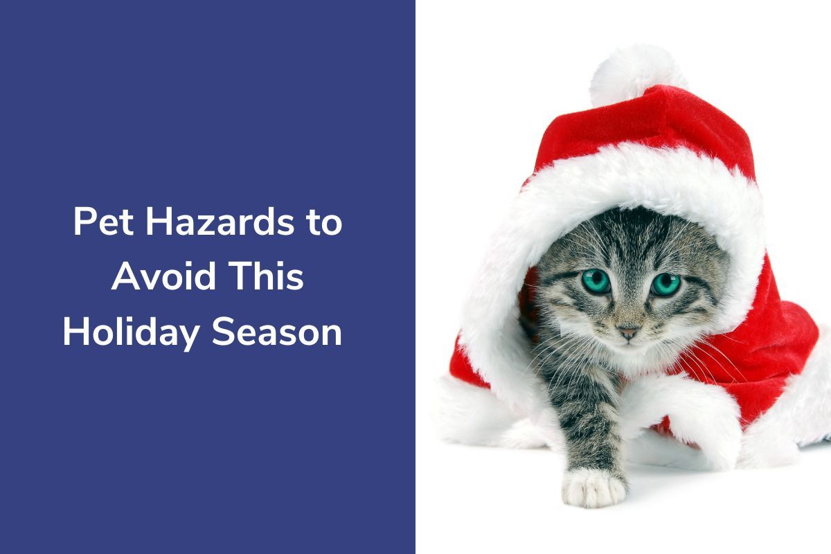 Pet-Hazards-to-Avoid-This-Holiday-Season--1
