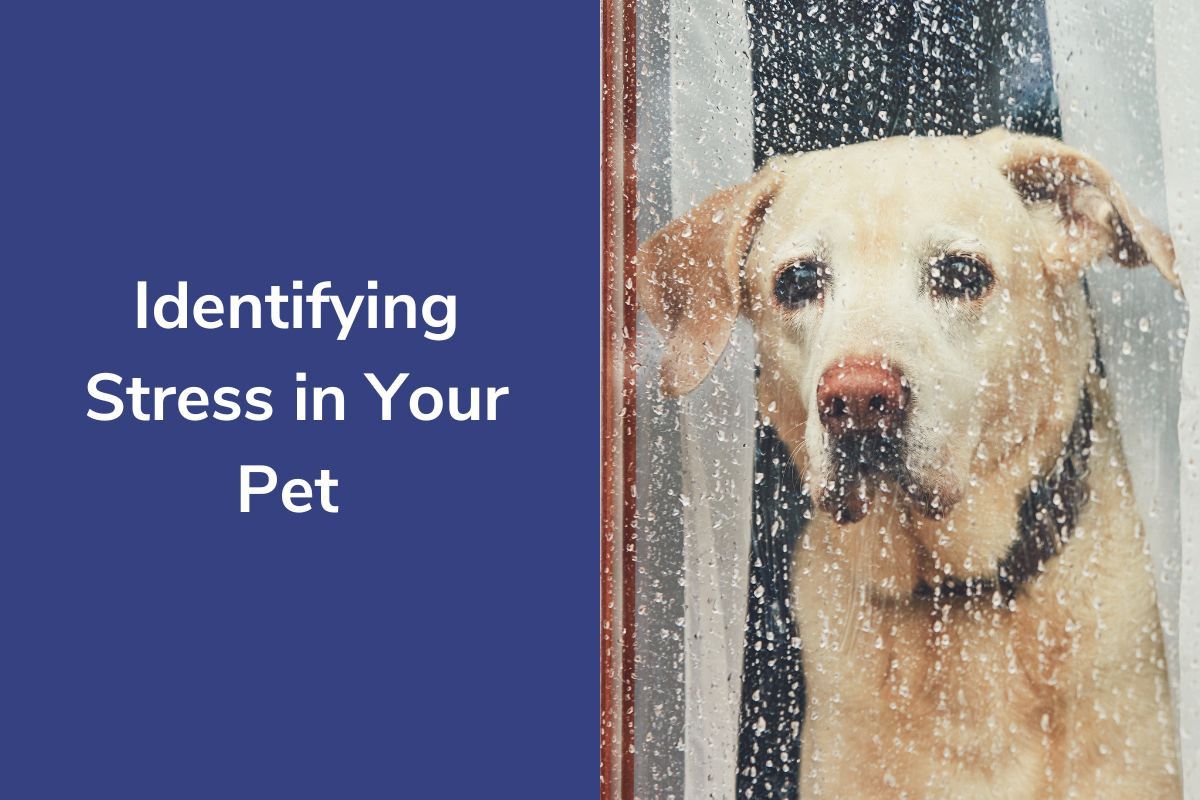 Identifying Stress in Your Pet
