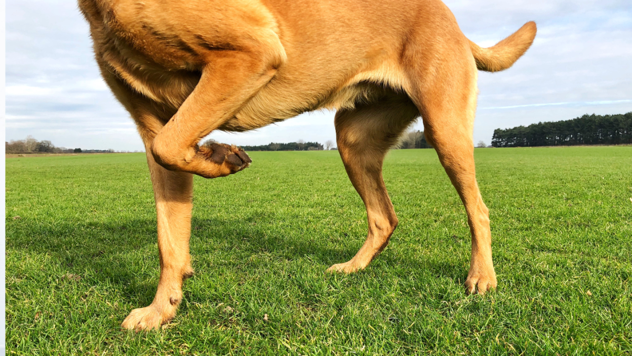 Common Causes of Limping in Dogs