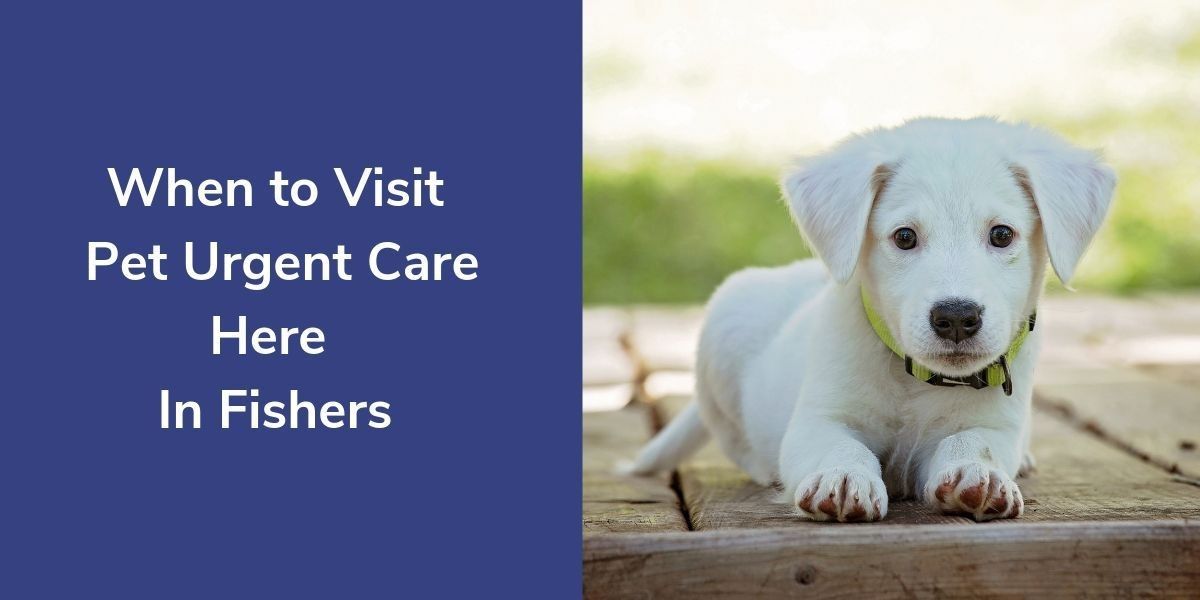 when-to-visit-pet-urgent-care-here-in-fishers