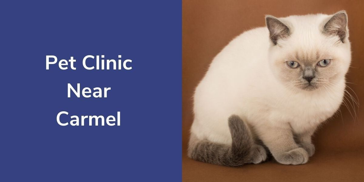 Pet-Clinic-Near-Carmel-