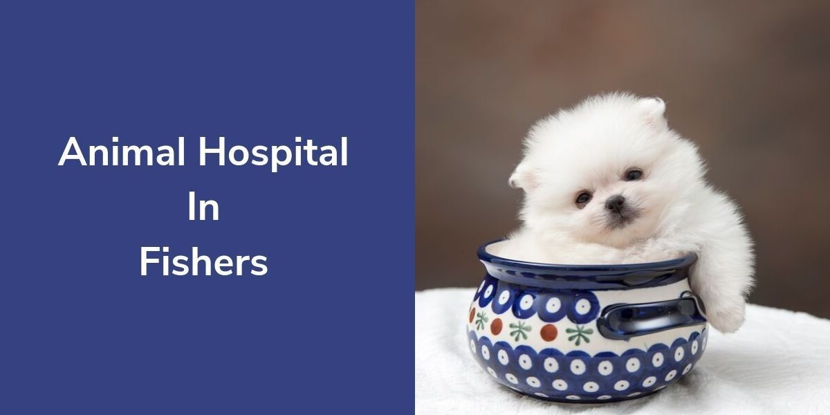 Animal-Hospital-In-Fishers