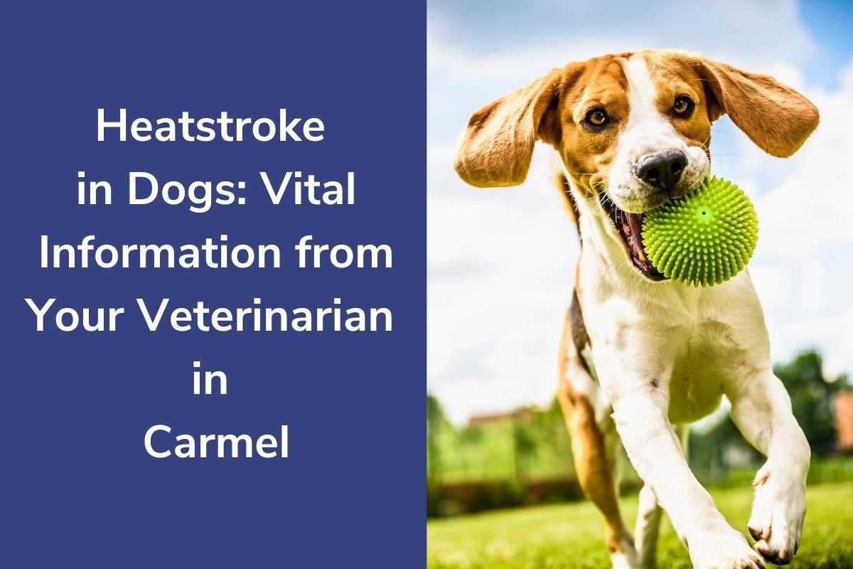 Heatstroke-in-Dogs_-Vital-Information-from-Your-Veterinarian-in-Carmel