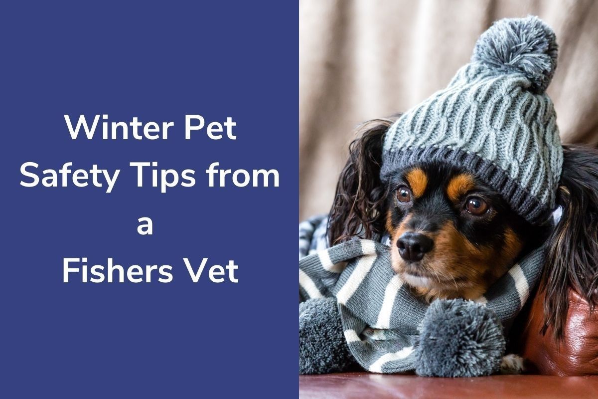 Winter-Pet-Safety-Tips-from-a-Fishers-Vet