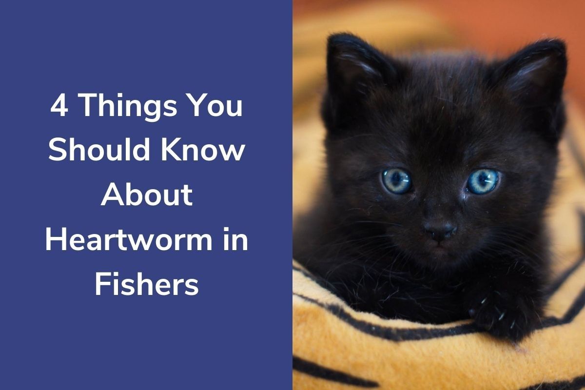 4-Things-You-Should-Know-About-Heartworm-in-Fisher_20210427-042024_1
