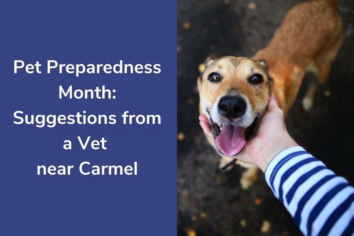 Pet-Preparedness-Month-Suggestions-from-a-Vet-near-Carmel
