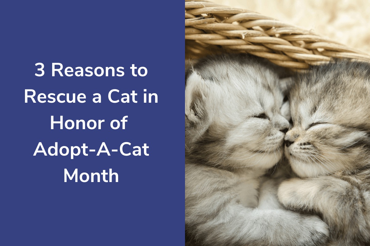 3-Reasons-to-Rescue-a-Cat-in-Honor-of-Adopt-A-Cat-Month