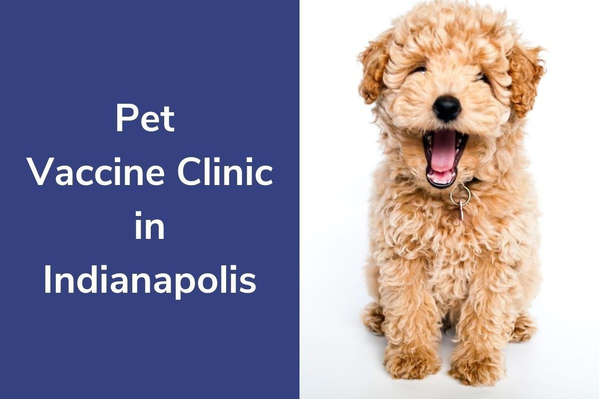 Pet-Vaccine-Clinic-in-Indianapolis