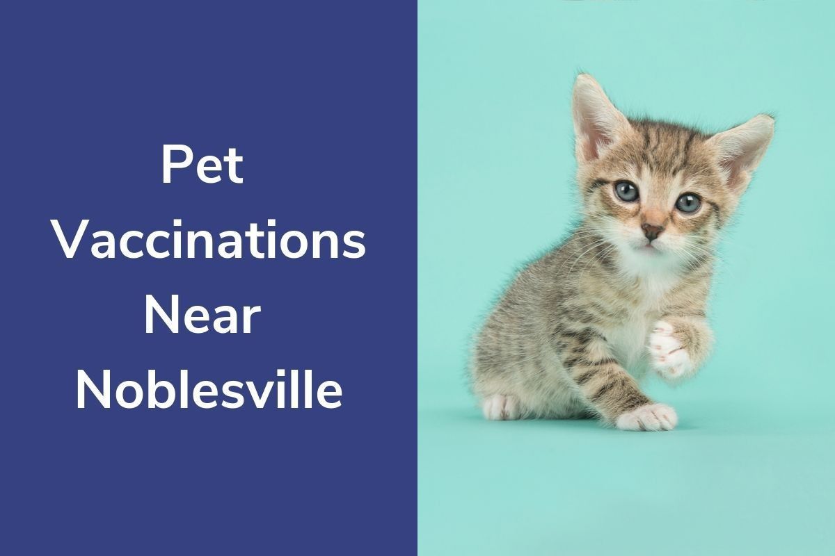 Pet-Vaccinations-Near-Noblesville
