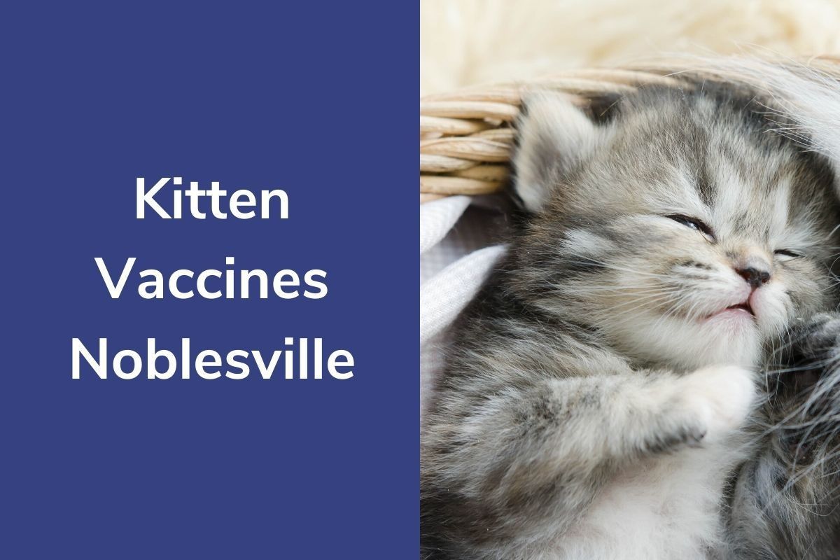 Kitten-Vaccines-Noblesville