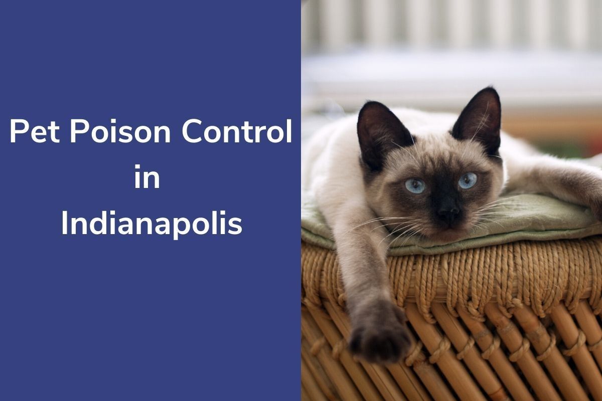 Pet-Poison-Control-in-Indianapolis