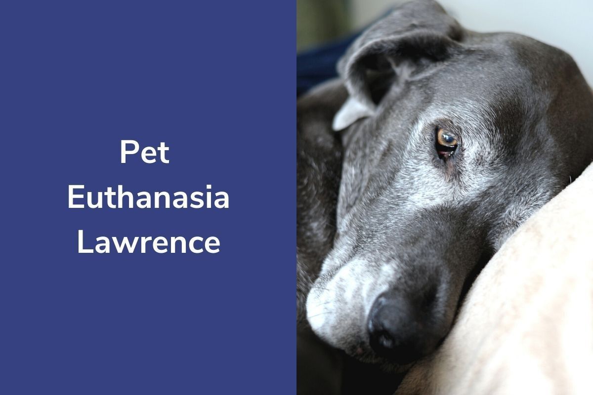 Pet-Euthanasia-Lawrence