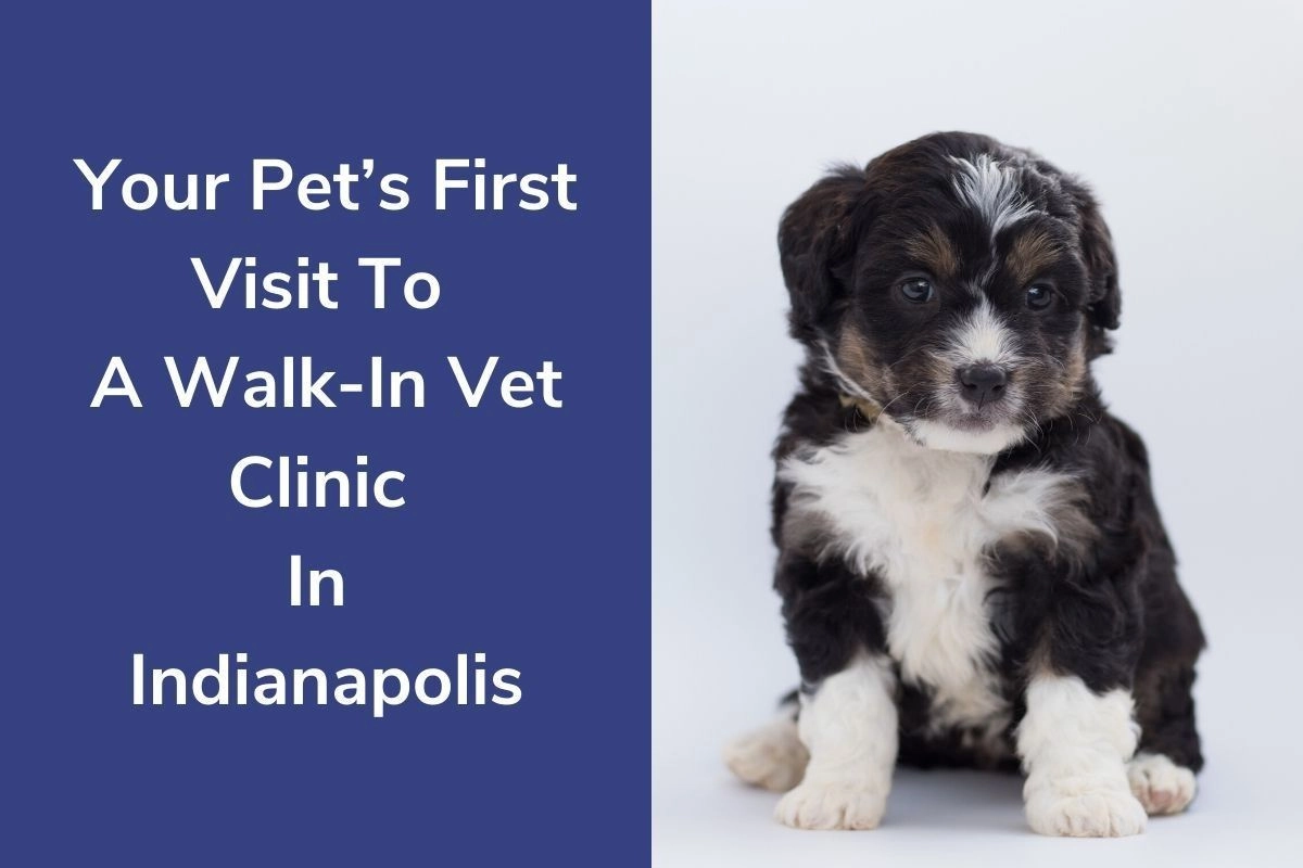 Your Pet's First Visit To A Walk-In Vet Clinic In Indianapolis - VetCheck Pet  Urgent Care Center Blog - VetCheck Pet Urgent Care Center