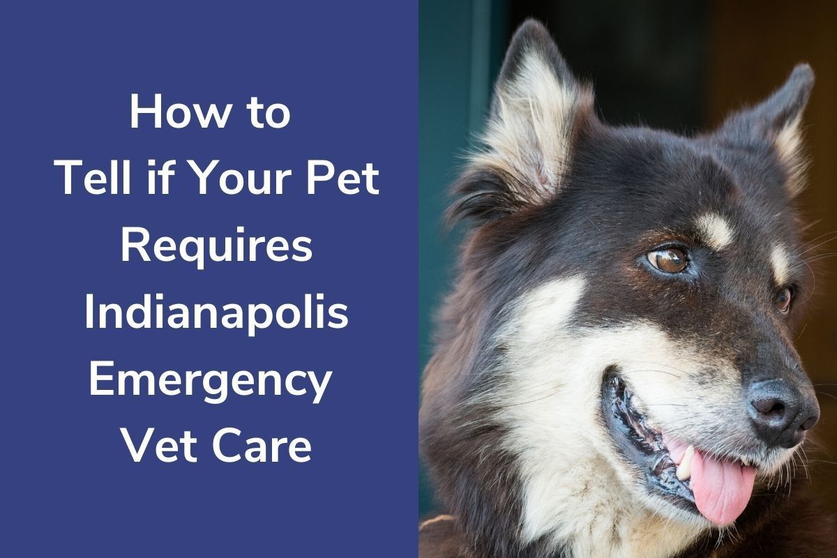 How-to-Tell-if-Your-Pet-Requires-Indianapolis-Emergency-Vet-Care